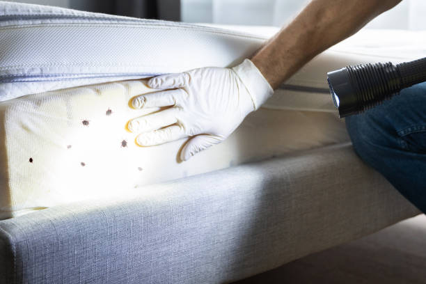 Best Rat Extermination Near Me  in Brookshire, TX