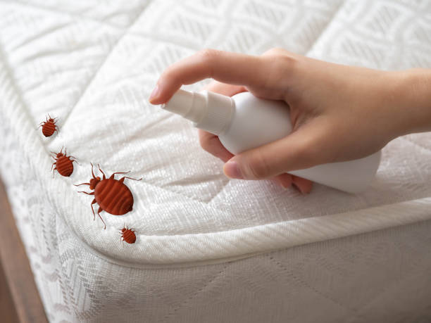 Best Affordable Pest Control Services  in Brookshire, TX